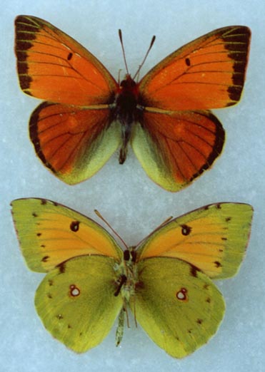 Colias heos (=aurora), males, color image