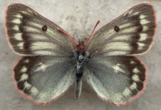 Colias nastes jacutica, color image