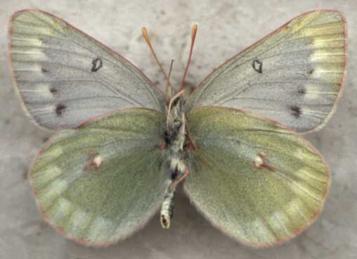 Colias nastes jacutica, color image