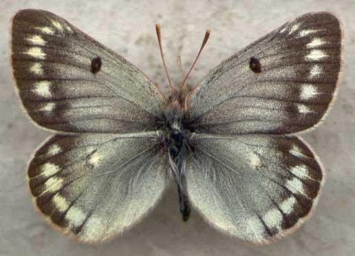 Colias nastes jacutica, color image