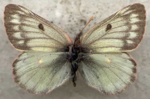 Colias nastes dezhnevi, color image