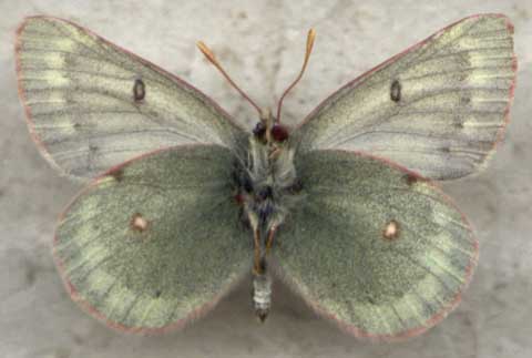 Colias nastes dezhnevi, color image