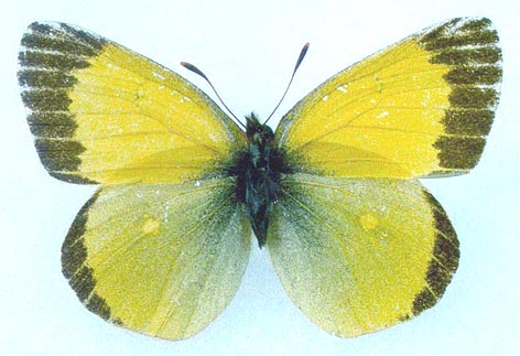 Colias palaeno gomojunovae, holotype, color image