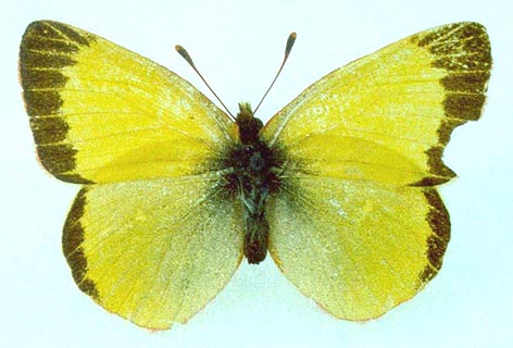 Colias palaeno gomojunovae, color image