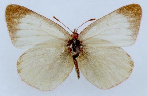 Colias palaeno gomojunovae, color image