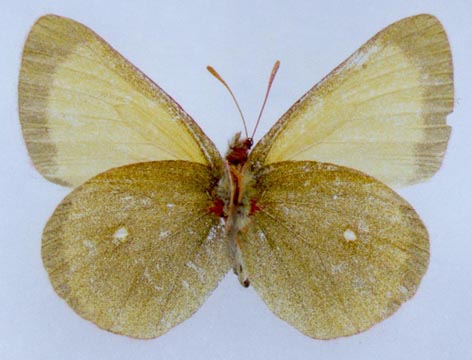 Colias palaeno gomojunovae, color image