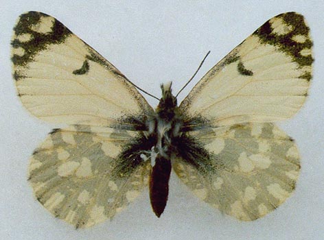 Euchloe ausonia dubatolovi, color image