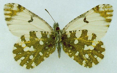 Euchloe ausonia dubatolovi, color image