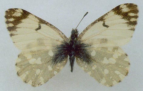 Euchloe ausonia dubatolovi, color image