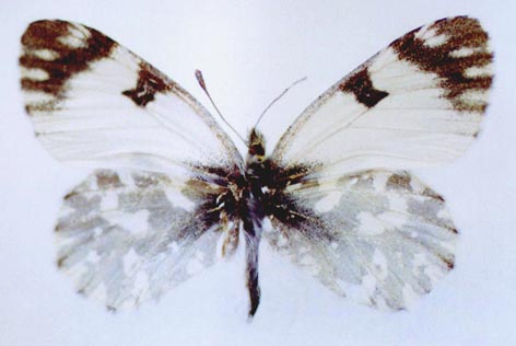 Euchloe ausonia dubatolovi, color image