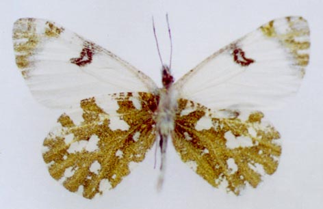 Euchloe ausonia dubatolovi, color image