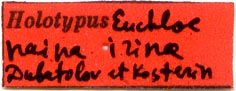 Holotype label, color image