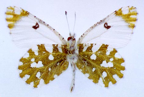 Euchloe naina irina, holotype, color image