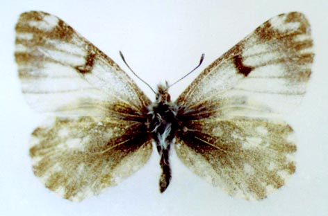 Euchloe naina kusnezovi, color image