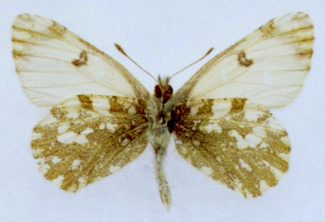 Euchloe naina kusnezovi, color image