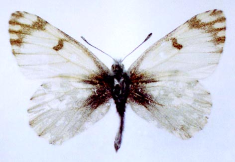 Euchloe naina kusnezovi, color image