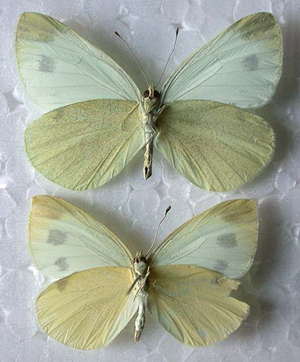 Pieris persis, color image