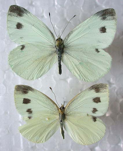 Pieris persis, color image