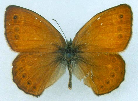 Coenonympha amaryllis borisovi, holotype, color image