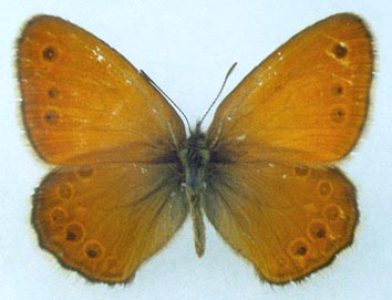 Coenonympha amaryllis borisovi, color image