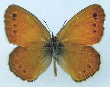 Coenonympha amaryllis borisovi, color image