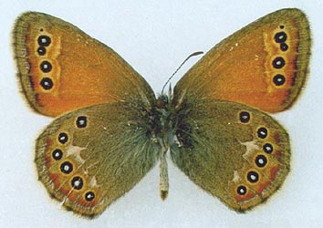 Coenonympha amaryllis borisovi, color image