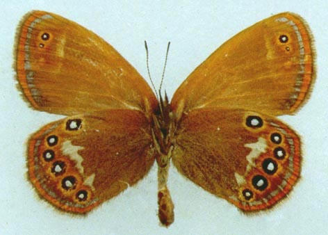 Coenonympha glycerion beljaevi, color image