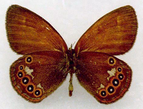 Coenonympha glycerion beljaevi, holotype, color image