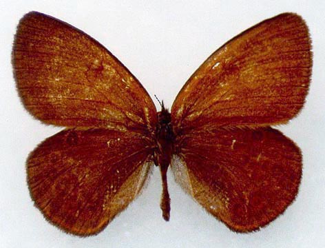 Coenonympha glycerion beljaevi, holotype, color image