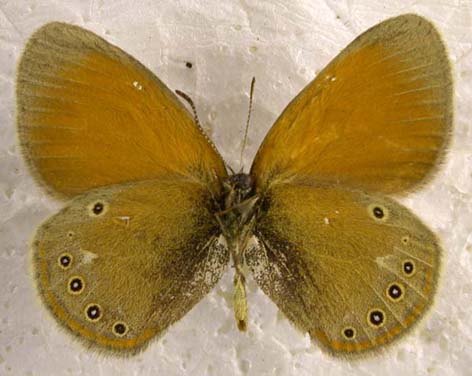 Coenonympha glycerion glycerion, color image