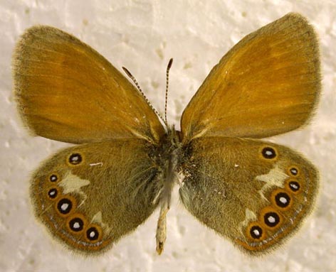 Coenonympha glycerion heroides, color image