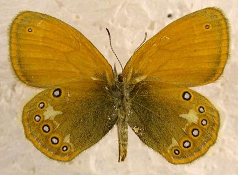 Coenonympha glycerion iphicles, color image