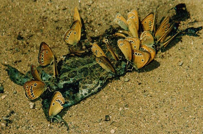 Coenonympha oedippus, color image