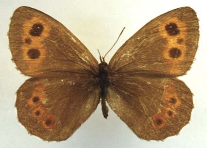 Erebia ajanensis arsenjevi, female, color image