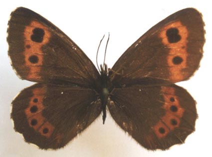 Erebia ajanensis arsenjevi, male, color image