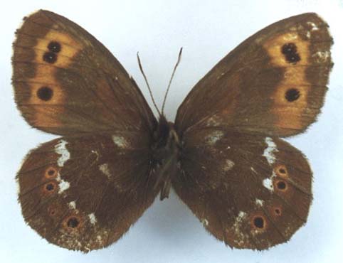 Erebia ajanensis arsenjevi, male, color image