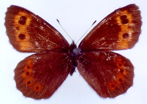 Erebia ajanensis ajanensis, color image