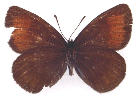 Erebia occulta iltshira, color image