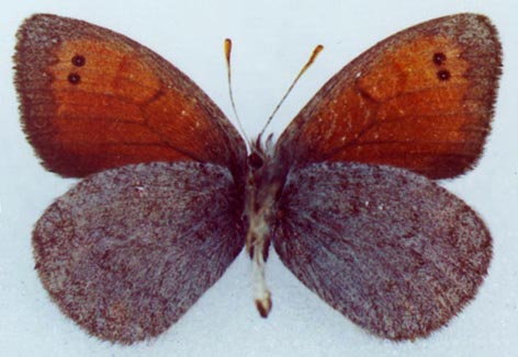 Erebia callias tsherskiensis, male paratype, color image