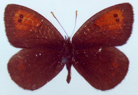 Erebia callias tsherskiensis, male paratype, color image