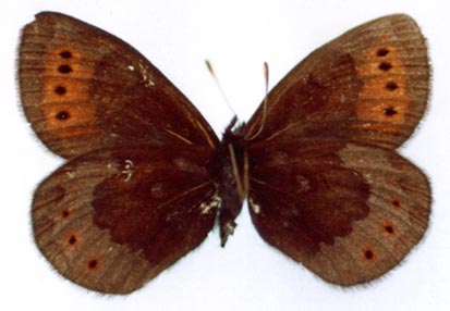 Erebia dabanensis dabanensis, color image