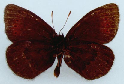 Erebia dabanensis olshvangi, color image