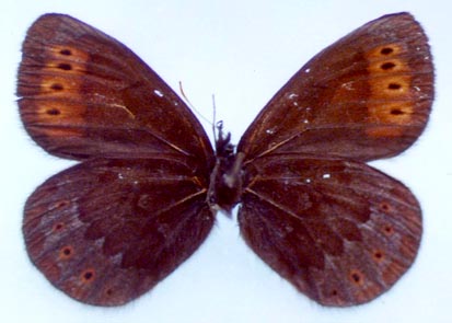 Erebia dabanensis troubridgei, holotype, color image