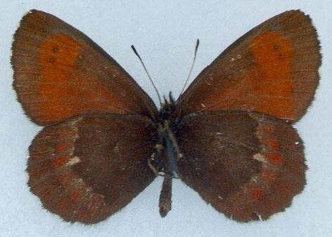 Erebia euryale flaveoides, color image