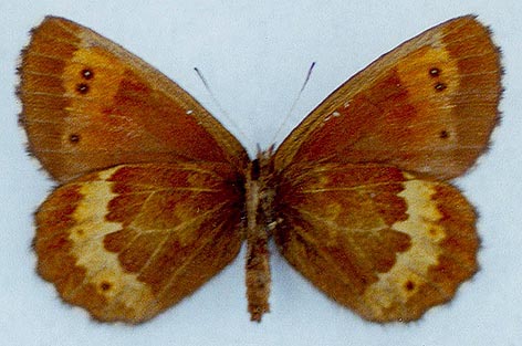 Erebia euryale flaveoides, holotype, color image