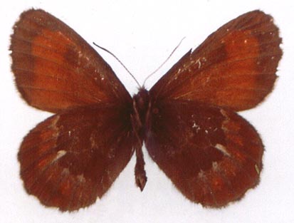 Erebia euryale flaveoides, color image