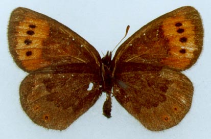 Erebia fletcheri chorymensis, color image