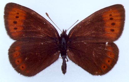 Erebia fletcheri chorymensis, color image