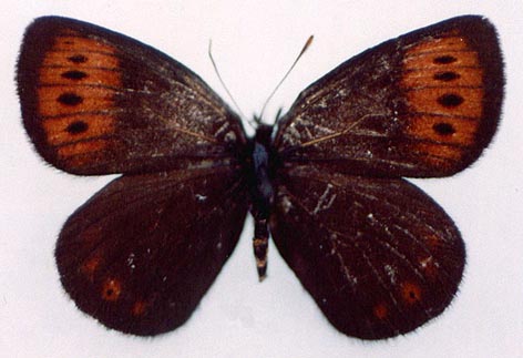 Erebia fletcheri, color image