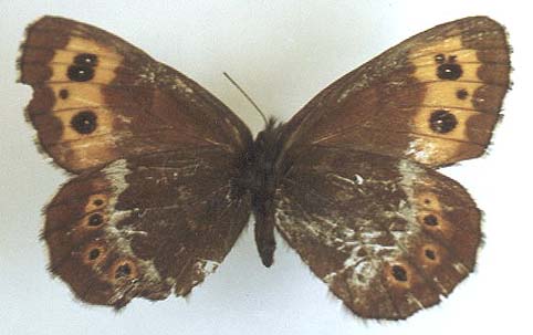 Erebia kosterini, allotype, color image